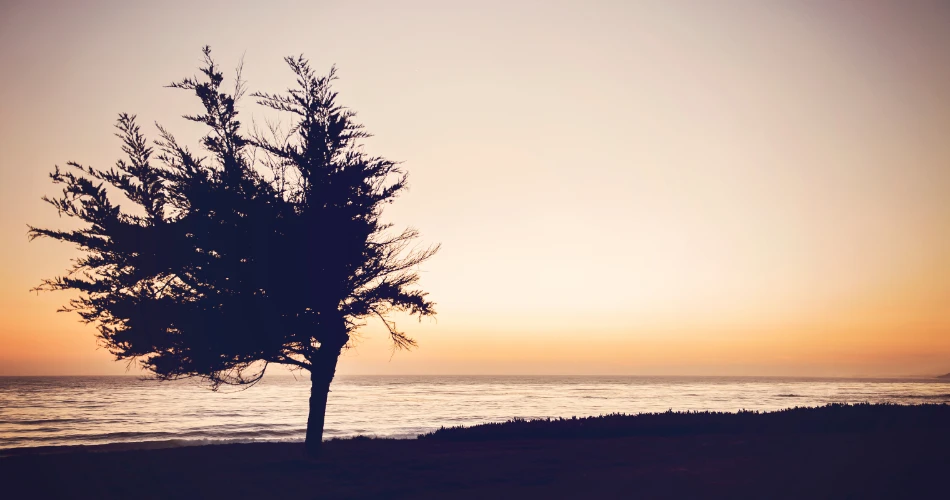 Best Things to Explore in San Simeon, California: Nature, History & Scenic Ocean Views